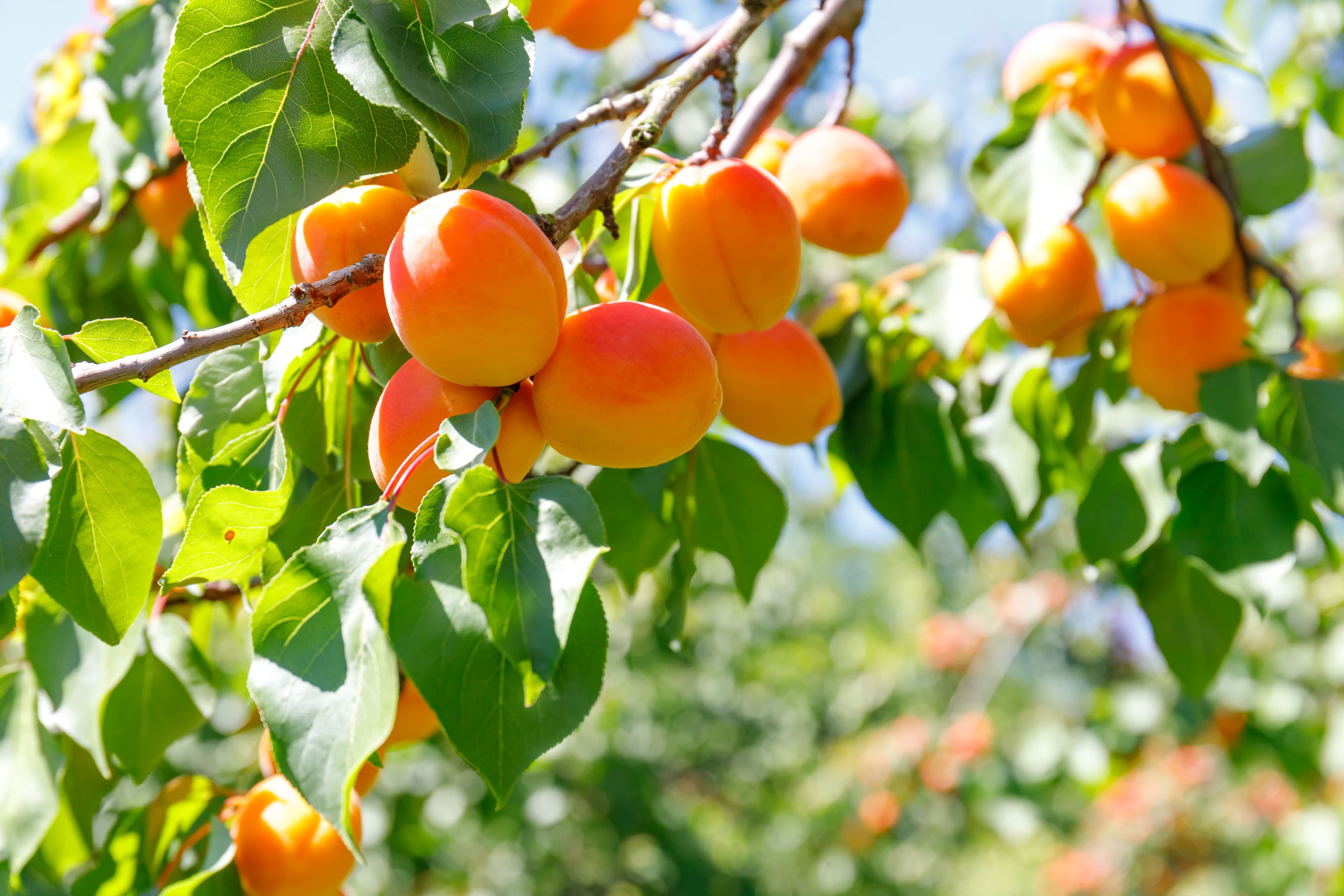 Sun-ripened apricots on the branch in a Malatya orchard